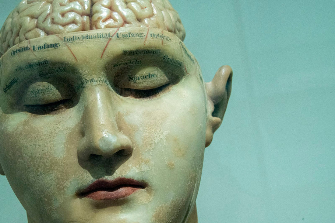 Anatomisches Modell eines Kopfes mit sichtbarem Gehirn – Sinnbild für die Speicherorte von Schadstoffen im Körper