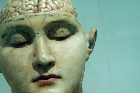 Anatomisches Modell eines Kopfes mit sichtbarem Gehirn – Sinnbild für die Speicherorte von Schadstoffen im Körper