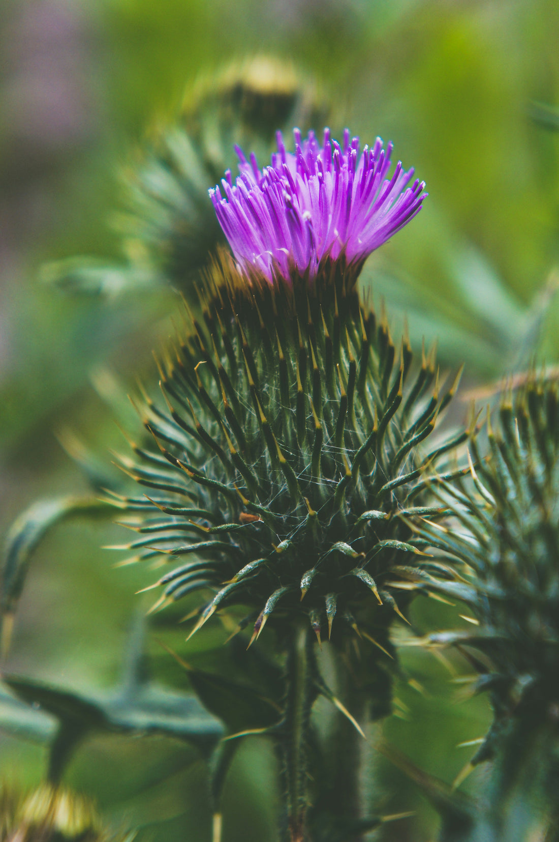 Mariendistel-Blüte Nahaufnahme