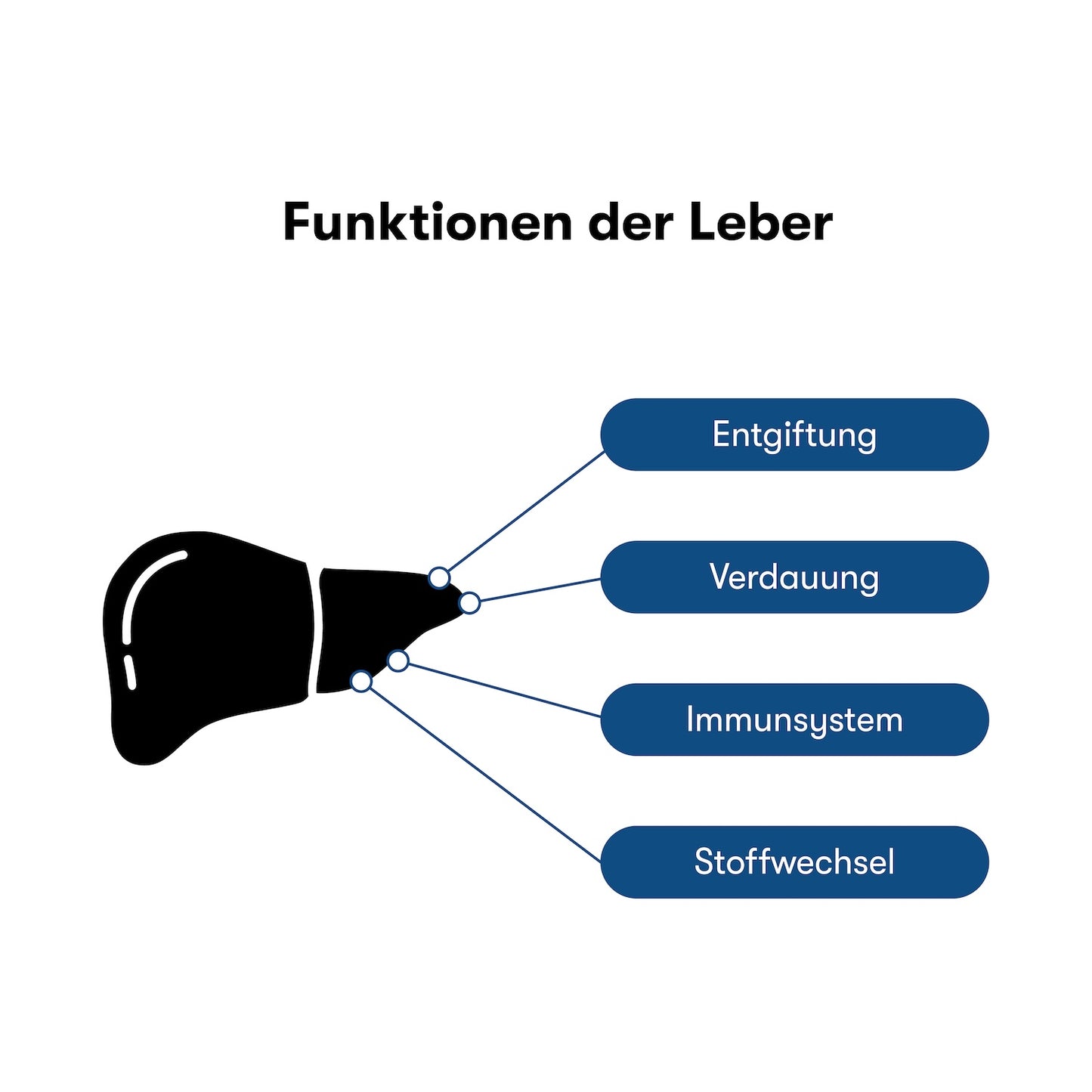 Leberprogramm